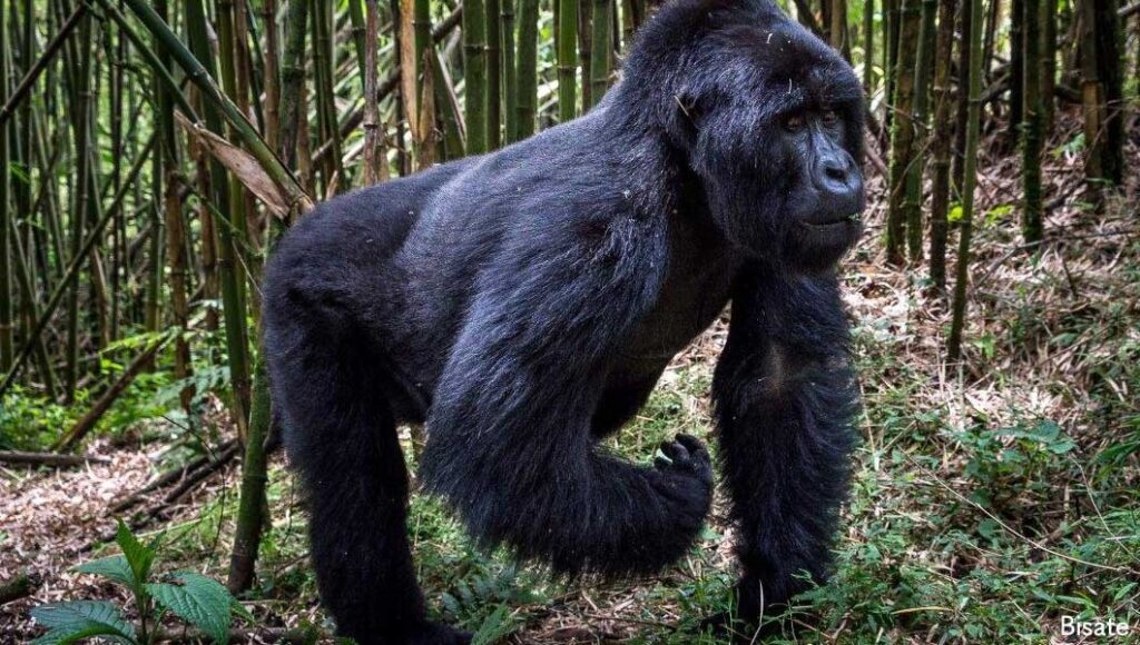 Uganda Gorilla