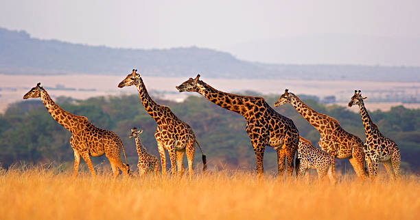 kuyu tours and safaris