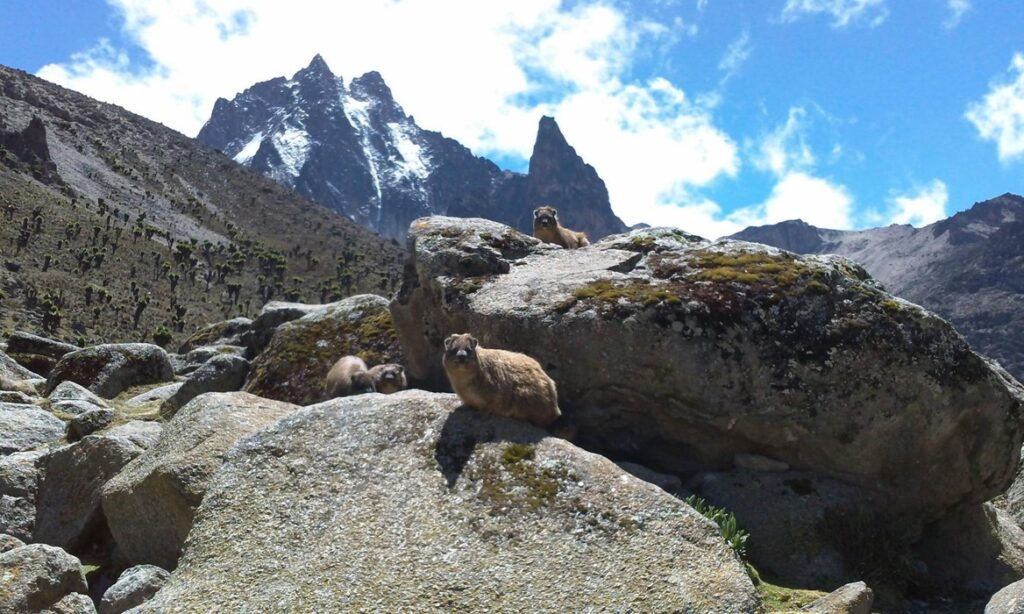 Mount Kenya National Park